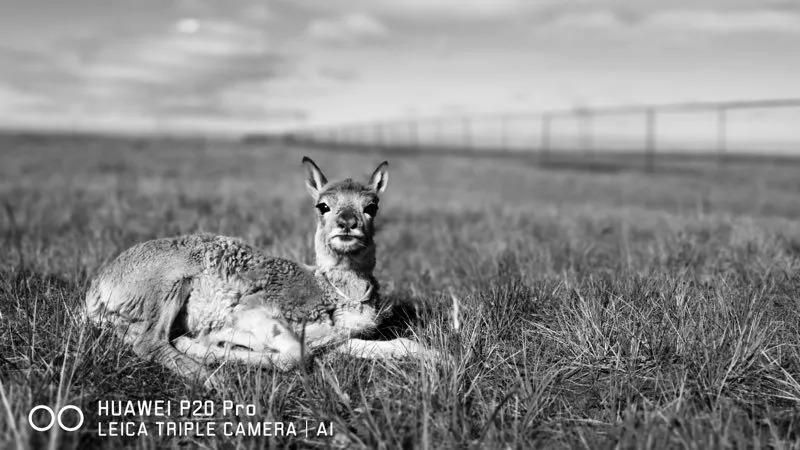 聽說華為開了個不一樣的攝影展…… 聽說華為開了個不一樣的攝影展……