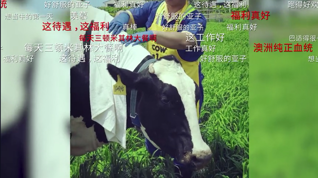 新老國貨跨界“牛到家了”,認(rèn)養(yǎng)一頭牛×康師傅的底層邏輯是什么? 新老國貨跨界“牛到家了”,認(rèn)養(yǎng)一頭牛×康師傅的底層邏輯是什么?